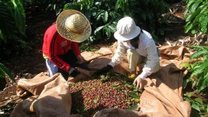 Kim ngạch c&agrave; ph&ecirc; tăng kh&ocirc;ng tương ứng với lượng