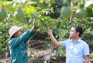 Quy định xuất khẩu chanh leo ch&iacute;nh ngạch sang Trung Quốc