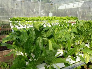 X&aacute;c định c&aacute;c th&ocirc;ng số kỹ thuật tối ưu trồng cải b&oacute; x&ocirc;i (Spinacia oleracea L.) bằng phương ph&aacute;p thủy canh hồi lưu