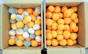 Bước đột ph&aacute; trong c&ocirc;ng nghệ bảo quản tr&aacute;i c&acirc;y v&agrave; rau củ tươi tại Nhật Bản 