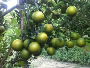 Kỹ thuật mới x&aacute;c định c&aacute;c tế b&agrave;o li-be hỗ trợ trong cuộc chiến chống lại bệnh v&agrave;ng l&aacute; g&acirc;n xanh