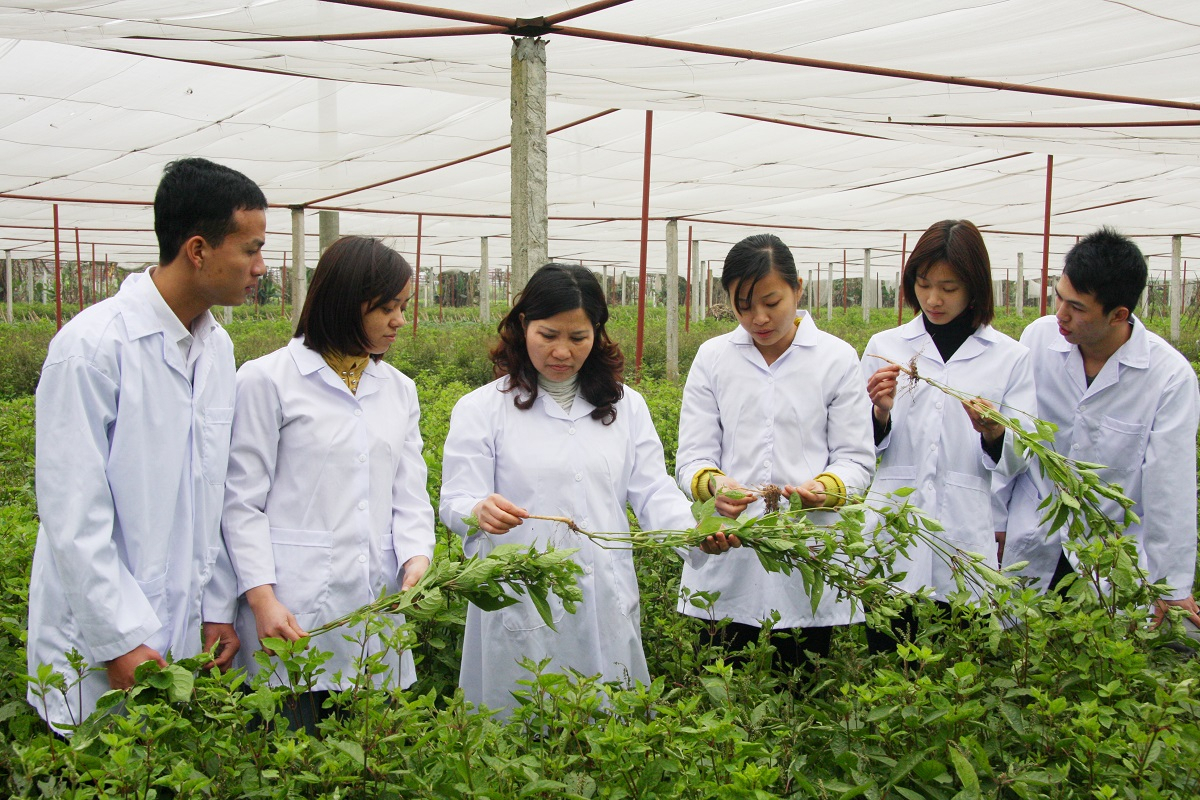 Cần x&acirc;y dựng thương hiệu 'Dược liệu Việt Nam' để th&uacute;c đẩy xuất khẩu