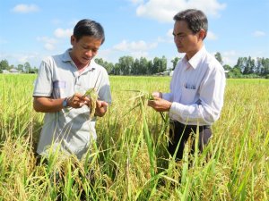 Những yếu tố th&uacute;c đẩy đa dạng h&oacute;a sinh kế của người trồng l&uacute;a ở ĐBSCL