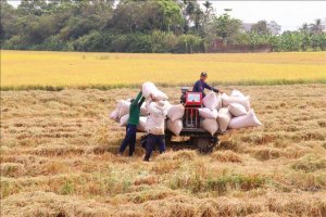 Gi&aacute; gạo xuất khẩu tăng sau th&ocirc;ng tin Indonesia mua th&ecirc;m dự trữ 