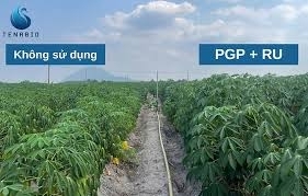 Canh tác sắn theo hướng hữu cơ: Giảm 10 lần phát thải khí nhà kính, tăng gấp đôi năng suất