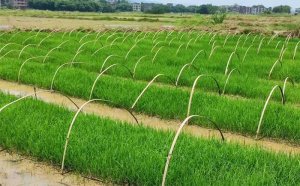 Trung Quốc ph&aacute;t triển giống l&uacute;a lai kỳ lạ: Gieo trồng một lần thu hoạch trong nhiều năm