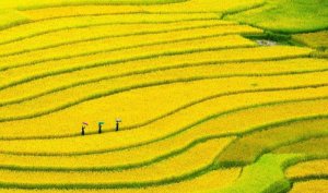 Ng&agrave;nh c&ocirc;ng nghiệp thực phẩm Việt Nam đang đi đ&uacute;ng hướng