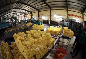 Căng thẳng Biển Đỏ: Dự b&aacute;o xuất khẩu cao su vẫn gặp kh&oacute; 