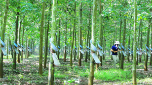 Gi&aacute; mủ cao su tăng do nguồn cung thiếu
