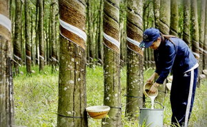 Xuất khẩu khởi sắc, ng&agrave;nh cao su đặt mục ti&ecirc;u tr&ecirc;n 3 tỷ USD trong năm 2024 