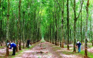 Cơ hội v&agrave; triển vọng cho cao su Việt Nam