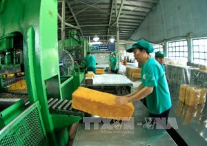 Nghịch lý ở ngành công nghiệp chế biến cao su