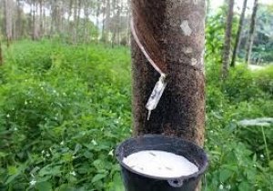 Thị trường cao su th&aacute;ng 9/2019: Gi&aacute; trong nước v&agrave; thế giới c&ugrave;ng xu hướng tăng 