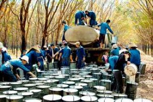 Xuất khẩu cao su 7 th&aacute;ng đầu năm: Tăng 8.8% khối lượng nhưng giảm 7% gi&aacute; trị