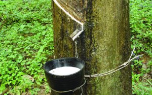 Xuất khẩu cao su mang về hơn 800 triệu USD trong 6 th&aacute;ng đầu năm 