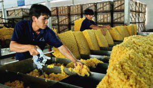 Bản tin ph&acirc;n t&iacute;ch thị trường cao su th&aacute;ng 8/2018