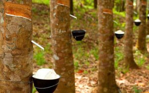Covid-19 ảnh hưởng nghi&ecirc;m trọng đến cung, cầu v&agrave; gi&aacute; cao su thi&ecirc;n nhi&ecirc;n 