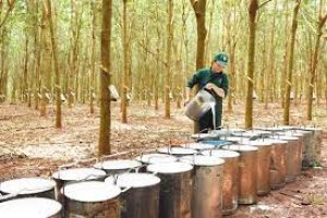 Trị gi&aacute; xuất khẩu cao su đến giữa th&aacute;ng 10 tăng hơn 1,5 lần c&ugrave;ng kỳ