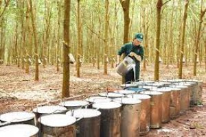 Xuất khẩu cao su vẫn phụ thuộc v&agrave;o độ hấp thụ của thị trường Trung Quốc