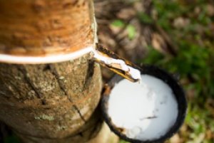 Gi&aacute; cao su h&ocirc;m 30/9: Tăng l&ecirc;n mức cao nhất trong gần 8 năm qua