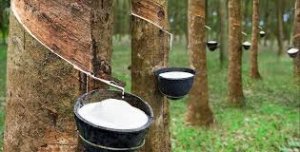 Gi&aacute; cao su h&ocirc;m 7/10: Dự kiến tiếp tục tăng trong tuần n&agrave;y