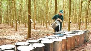 Kim ngạch xuất khẩu cao su năm 2024 ước đạt khoảng 10,2 tỷ USD 