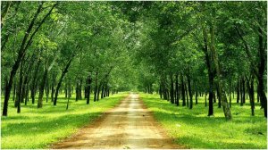 Thị trường xuất khẩu cao su 9 th&aacute;ng đầu năm 2016