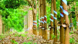 Xuất khẩu n&ocirc;ng l&acirc;m thủy sản năm 2019: Chăn nu&ocirc;i v&agrave; cao su l&agrave; điểm s&aacute;ng 