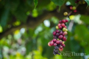 Gi&aacute; c&agrave; ph&ecirc; h&ocirc;m nay, 20/12: Gi&aacute; c&agrave; ph&ecirc; trong nước đi ngang
