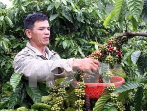 Gi&aacute; c&agrave;ph&ecirc; trong nước biến động tăng theo xu hướng thị trường thế giới