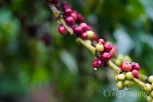 Gi&aacute; c&agrave; ph&ecirc; h&ocirc;m nay, 04/5: Gi&aacute; c&agrave; ph&ecirc; trong nước tăng mạnh hơn 1.000 đồng/kg