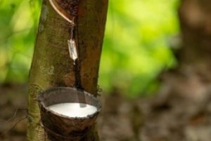 Gi&aacute; cao su h&ocirc;m nay 11/9: Giảm tr&ecirc;n một số s&agrave;n giao dịch chủ chốt, trong nước tăng nhẹ