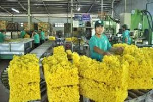 Bản tin thị trường cao su th&aacute;ng 8/2019