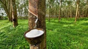 TT cao su ch&acirc;u &Aacute; ng&agrave;y 10/4: Gi&aacute; tại Nhật Bản hồi phục sau khi Tổng thống Mỹ tạm dừng &aacute;p thuế