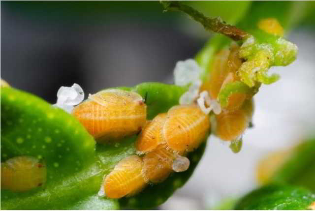 Cấu tr&uacute;c mới trong một vi khuẩn cộng sinh được ph&aacute;t hiện khiến c&aacute;c nh&agrave; sinh vật học bối rối