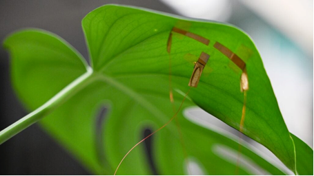 C&acirc;y cần nước? Đột ph&aacute; c&ocirc;ng nghệ cảm biến đo lường t&igrave;nh trạng cấp nước của l&aacute; theo thời gian thực