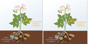 Kh&aacute;m ph&aacute; giới hạn thẩm thấu nước từ đất kh&ocirc; của c&acirc;y cối