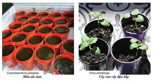 Nghi&ecirc;n cứu tiềm năng nổi bật của vi khuẩn lam như l&agrave; nguồn ph&acirc;n b&oacute;n sinh học