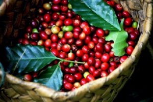 Thị trường c&agrave; ph&ecirc; th&aacute;ng 10/2023: Nguồn cung từ vụ thu hoạch mới khiến gi&aacute; c&agrave; ph&ecirc; giảm mạnh