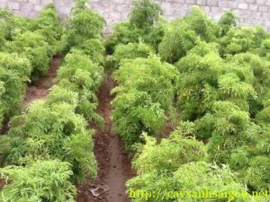D&ugrave;ng kỹ thuật chỉ thị ph&acirc;n tử để chọn giống đinh lăng c&oacute; h&agrave;m lượng saponin cao