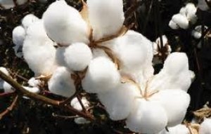 Nhập khẩu b&ocirc;ng giảm cả lượng v&agrave; trị gi&aacute; 