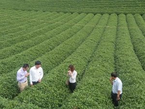 Gi&aacute; trị xuất khẩu ch&egrave; 2 th&aacute;ng đầu năm tăng mạnh 