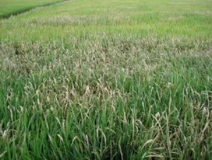 X&aacute;c định gen kh&aacute;ng bệnh bạc l&aacute; hữu hiệu phục vụ chọn tạo giống l&uacute;a cho c&aacute;c tỉnh ph&iacute;a Bắc