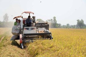 Tăng xuất khẩu gạo, sản xuất l&uacute;a thu đ&ocirc;ng tăng tốc