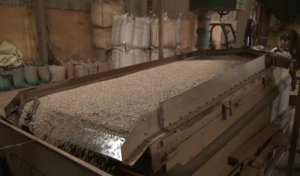 V&igrave; sao xuất khẩu sản phẩm c&acirc;y c&ocirc;ng nghiệp chưa bứt ph&aacute;?