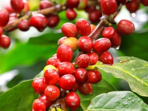 Gi&aacute; c&agrave; ph&ecirc; h&ocirc;m nay 24/11: Thị trường nhận được hậu thuẫn nhờ niềm tin v&agrave;o ch&iacute;nh s&aacute;ch tiền tệ của Mỹ