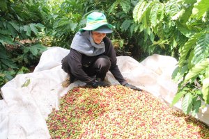 Li&ecirc;n kết sản xuất c&agrave; ph&ecirc;, hồ ti&ecirc;u sạch bền vững ở T&acirc;y Nguy&ecirc;n