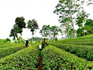 C&aacute;c xu hướng th&uacute;c đẩy sản xuất ch&egrave; to&agrave;n cầu