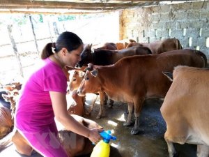 Cơ hội n&agrave;o cho ng&agrave;nh chăn nu&ocirc;i của Việt Nam trong EVFTA?
