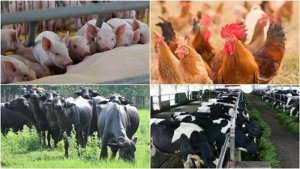 Đặt mục ti&ecirc;u đưa xuất khẩu sản phẩm chăn nu&ocirc;i v&agrave;o nh&oacute;m ng&agrave;nh h&agrave;ng tỷ USD